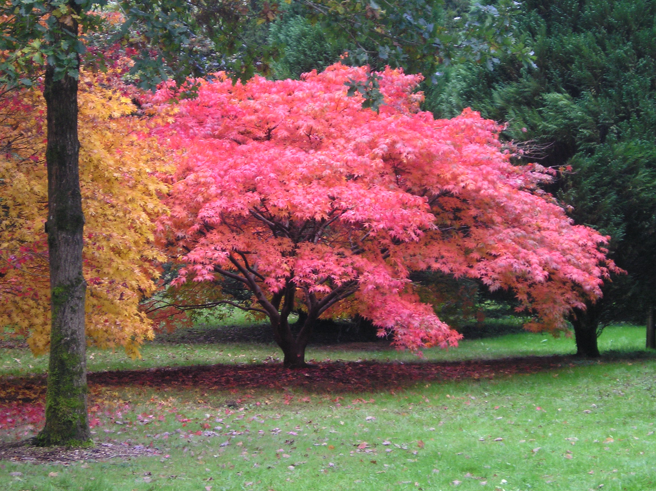 Westonbirt Arboretum: Going for gold, my favourite autumn walk