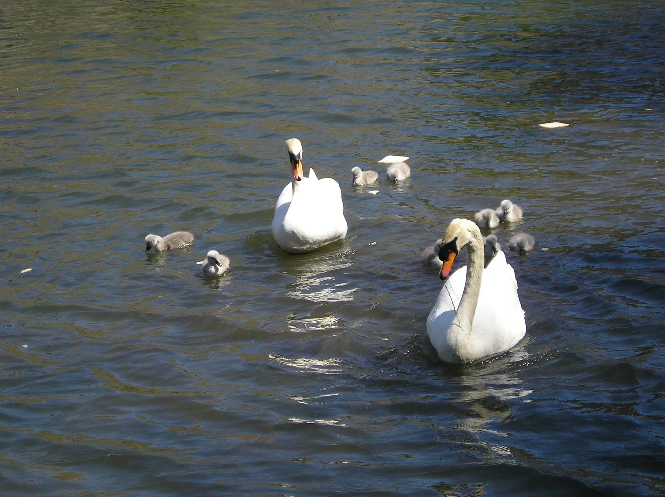 A day out in Wells