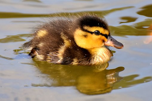 Visiting Slimbridge Wetland centre