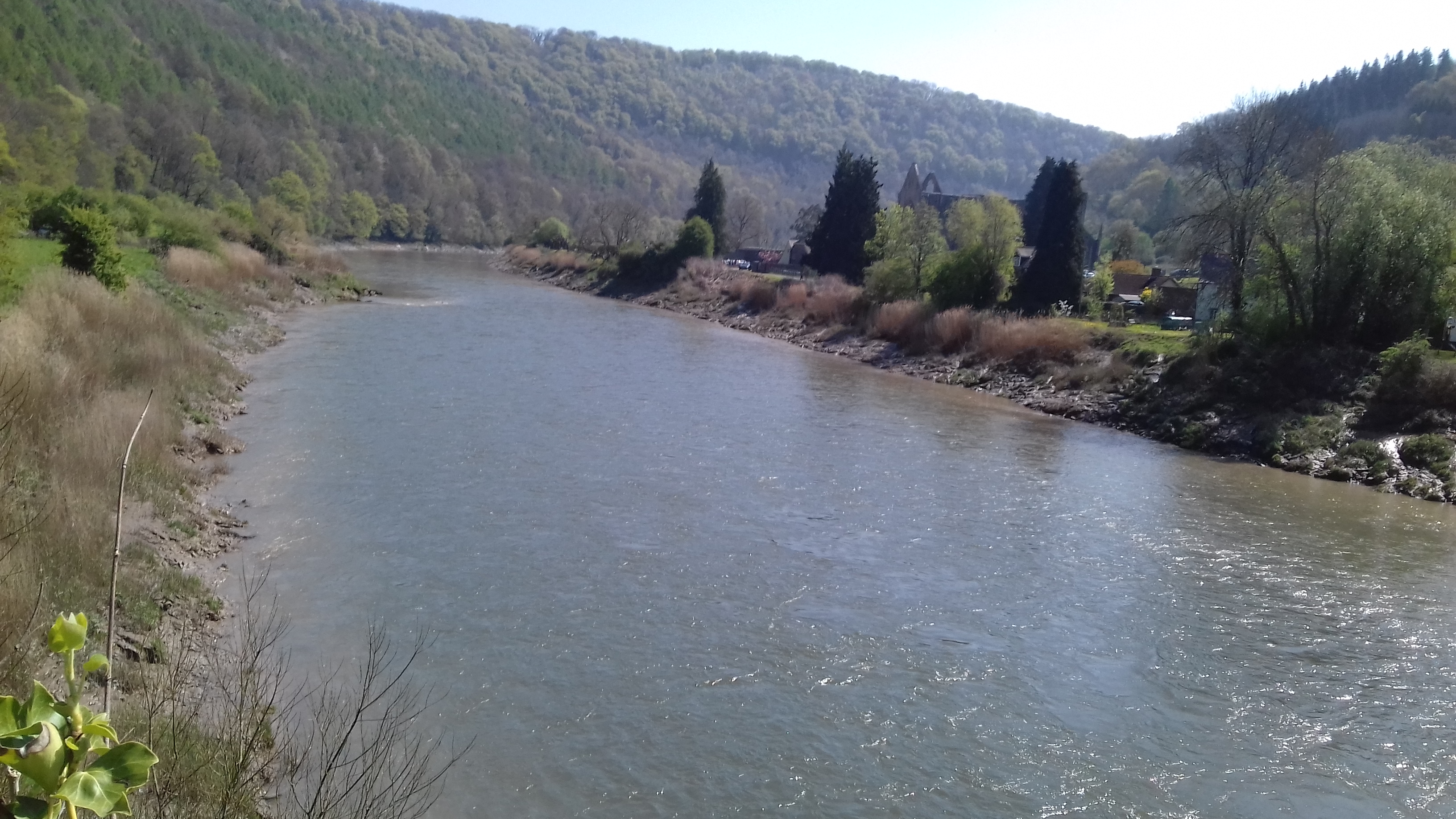 The river flowing through woodland