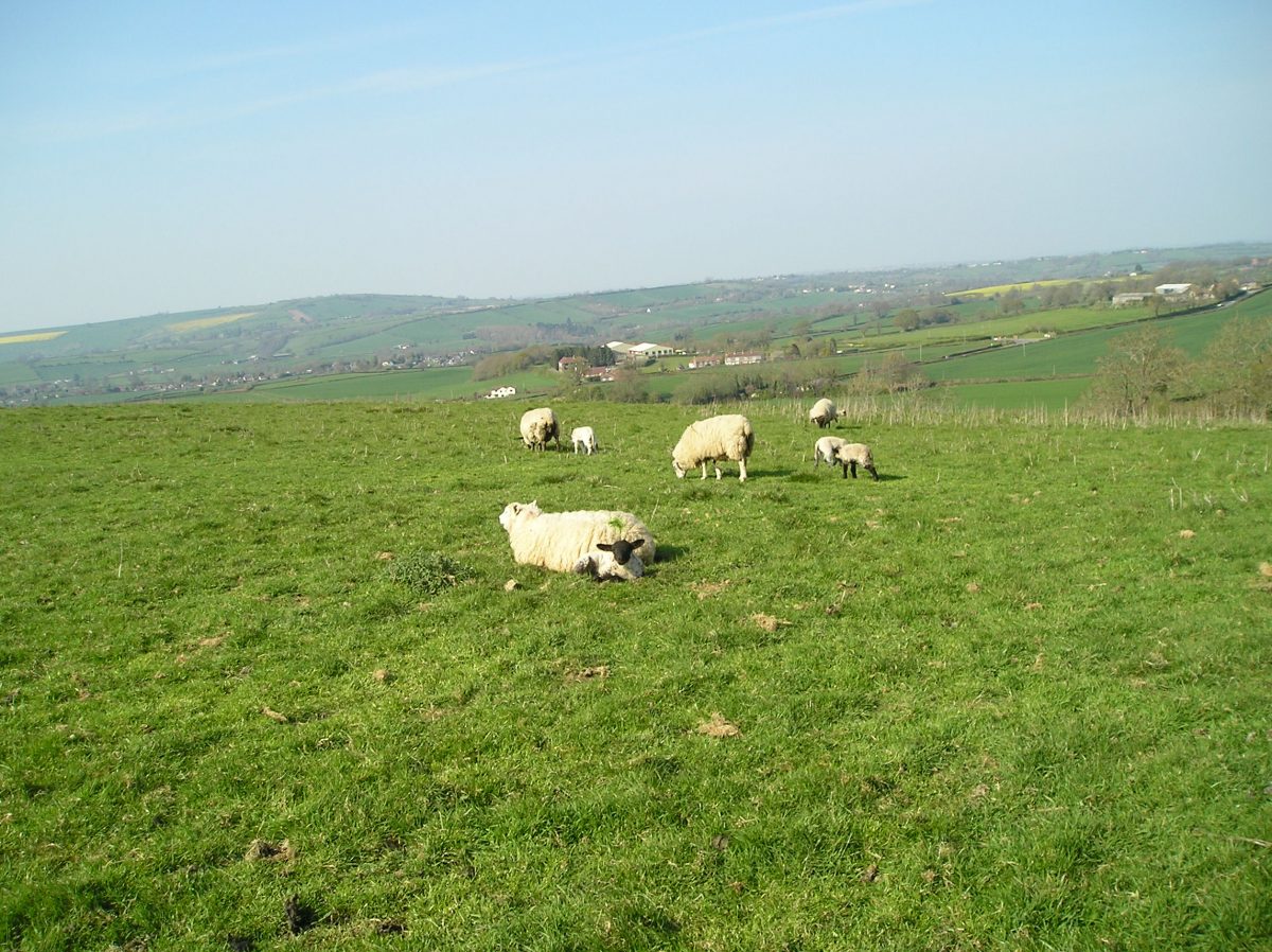 Sheep and Lambs on a Welsh hillside