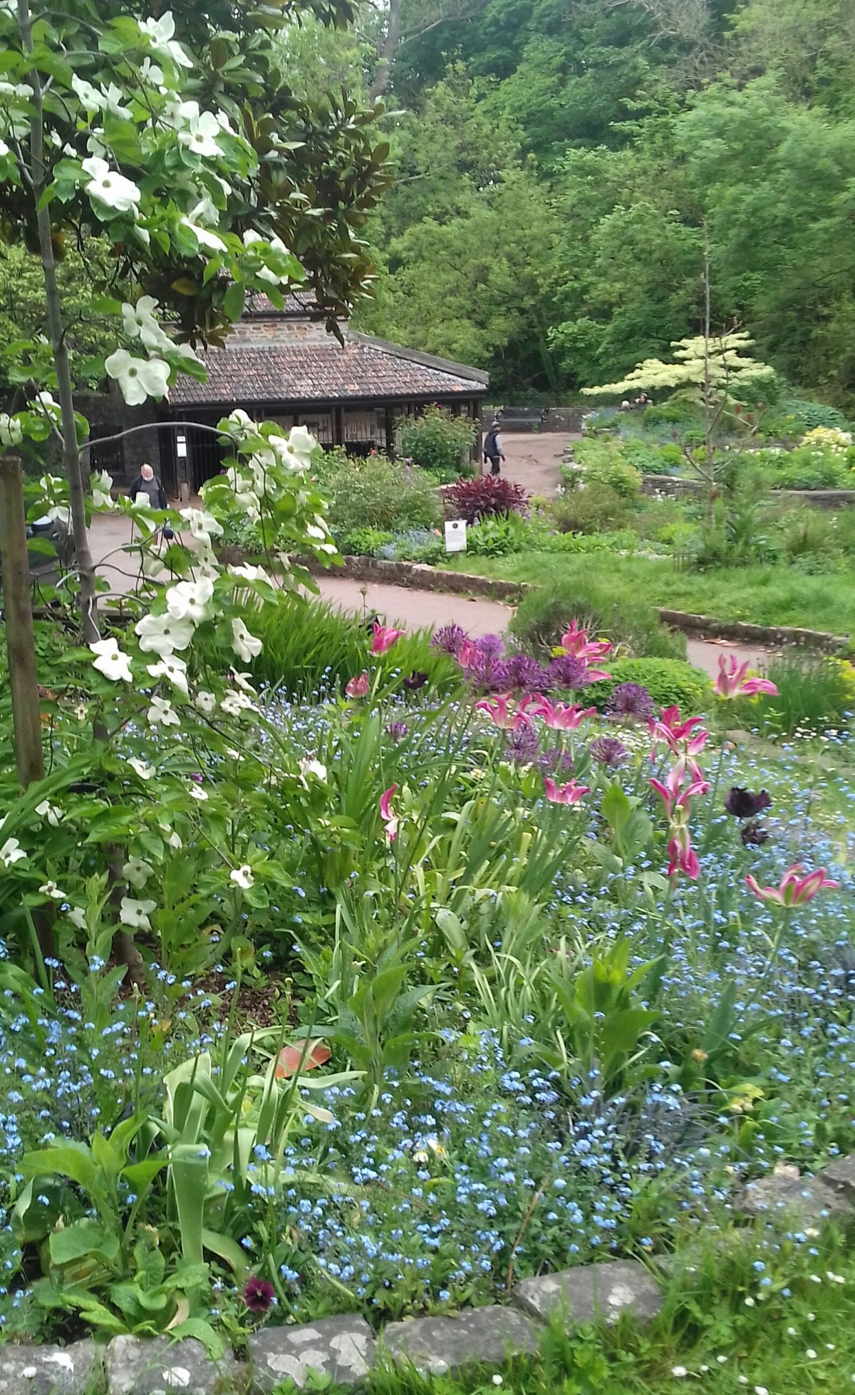 Vibrant colours in the community garden #Snuff Mills