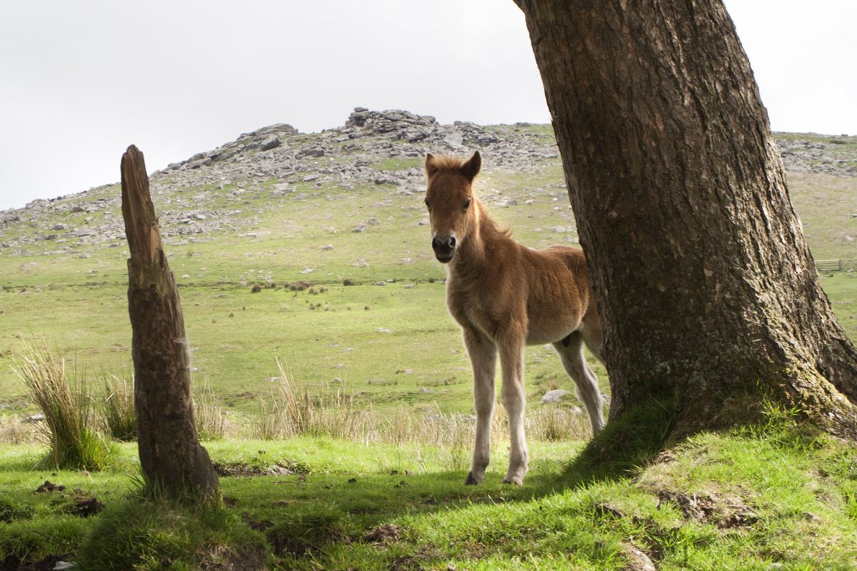 Dartmoor pony