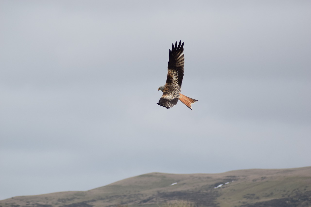 The image is of a red kite in flight