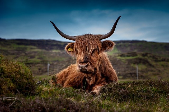 Highland cow