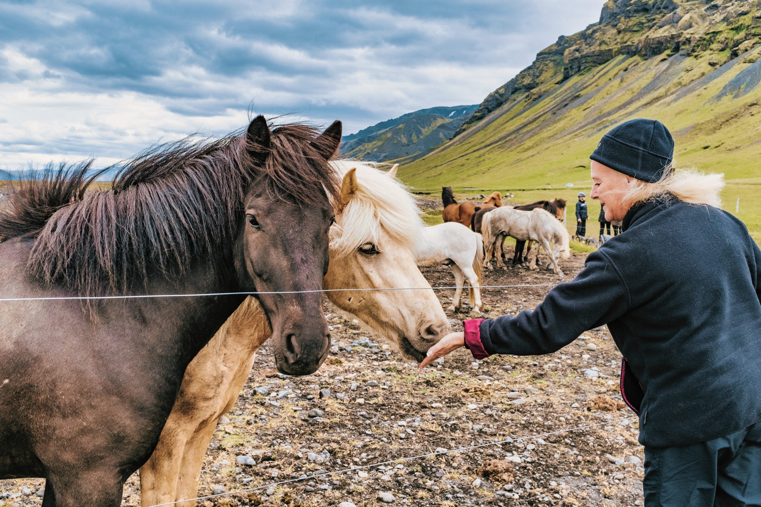 Older man with horses