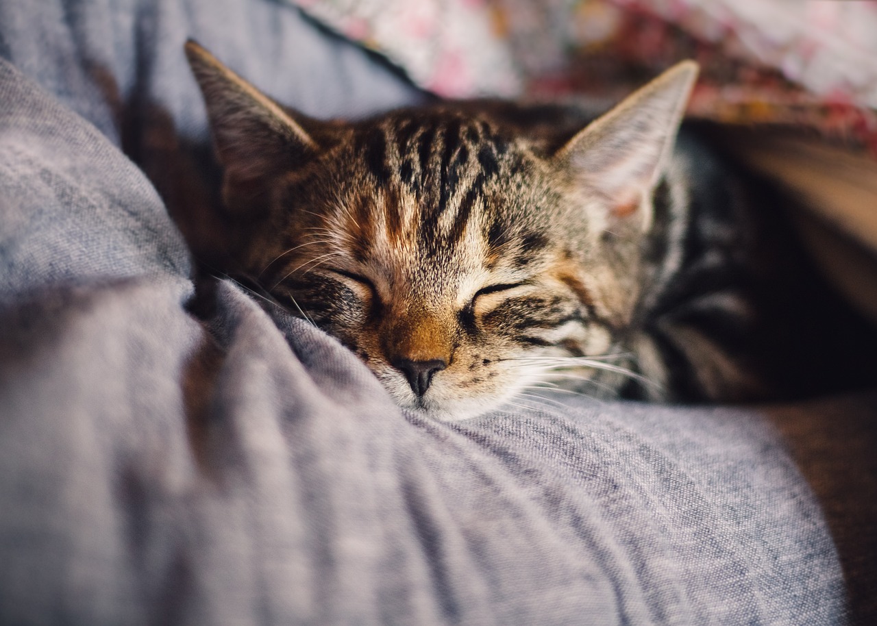 Good sleep makes weight loss easier